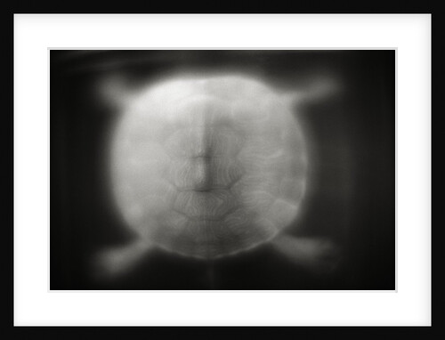 Shell of a Turtle by Anonymous