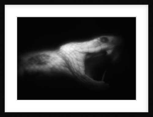Snake Opening Mouth by Anonymous