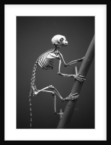 Primate Skeleton on Display by Anonymous