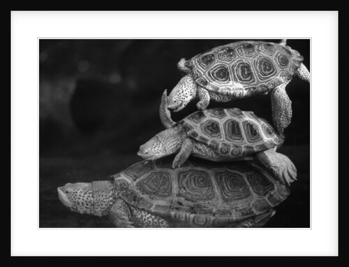 Turtles Underwater by Anonymous