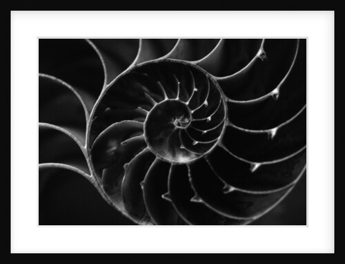 Cross Section of Sea Shell by Anonymous