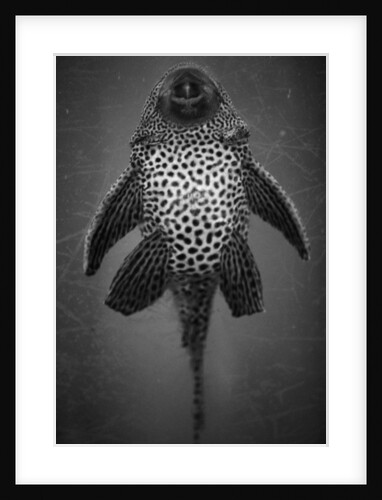 Bottom View of Catfish by Anonymous