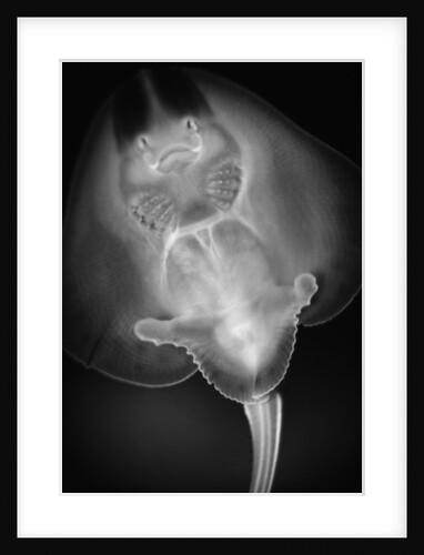 Bottom View of a Stingray by Anonymous