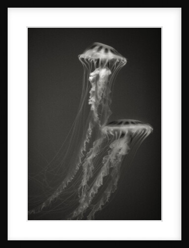 Two Jellyfish by Anonymous