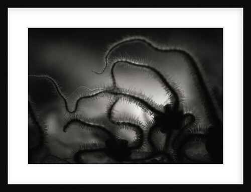 Arms of a Starfish by Anonymous