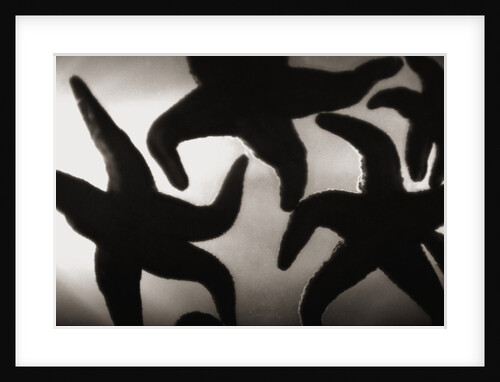 Group of Starfish by Anonymous