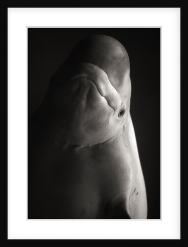 Beluga Whale by Anonymous