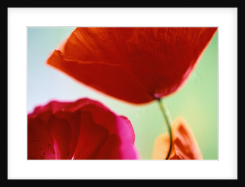 Ladybird Poppies in Bloom by Anonymous