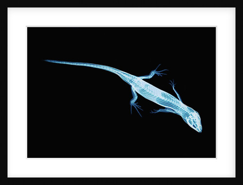 X-Ray of Lizard by Anonymous