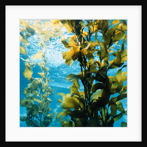 Bull Kelp at Monterey Bay Aquarium by Anonymous