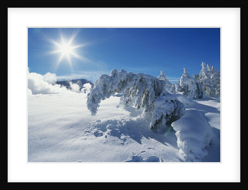 Snow on Trees at Lower Geyser Basin by Anonymous