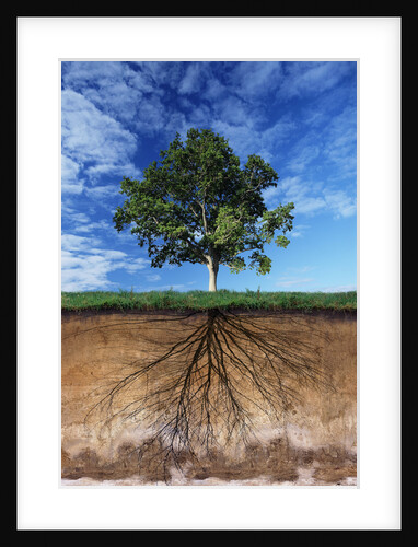 Tree and Root System by Anonymous