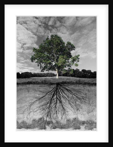 Tree, and Root System by Anonymous