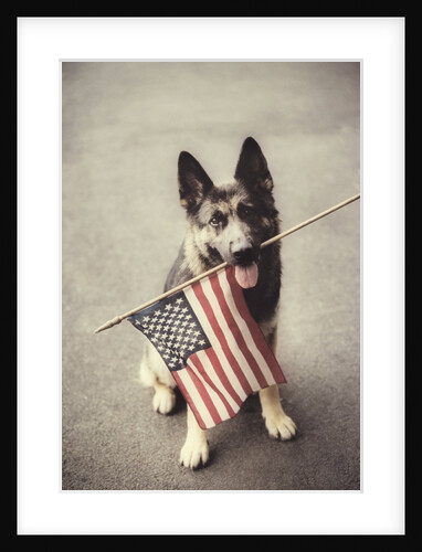 Dog Holding American Flag in Mouth by Anonymous