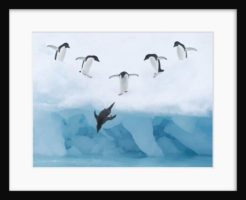 Penguins Jumping into Water by Anonymous