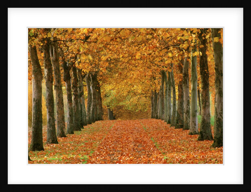 Sycamore Trees in Autumn by Anonymous