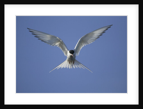 Arctic Tern in Flight by Anonymous