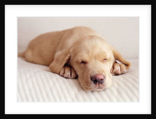 Sleeping Labrador Puppy by Anonymous