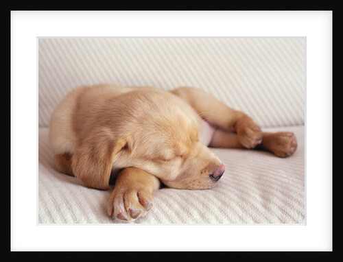Sleeping Labrador Puppy by Anonymous