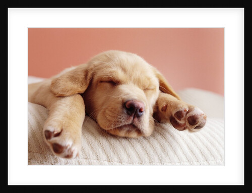 Sleeping Labrador Puppy by Anonymous
