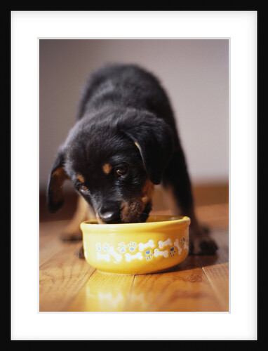 Puppy Eating from Bowl by Anonymous