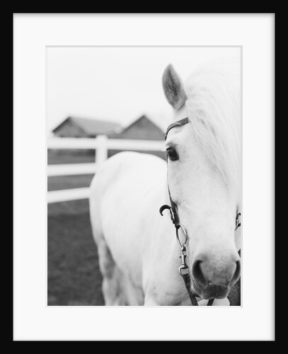 Horse Wearing Bridle by Anonymous