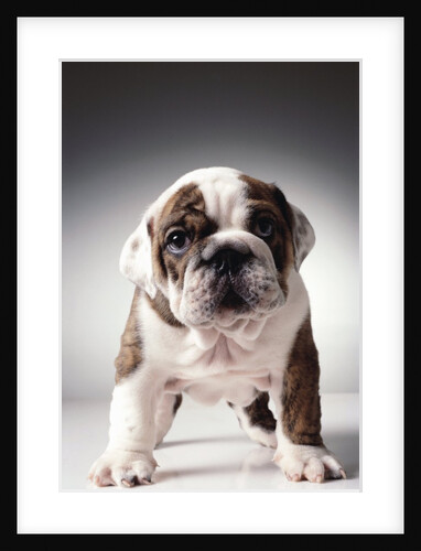 English Bulldog Puppy by Anonymous