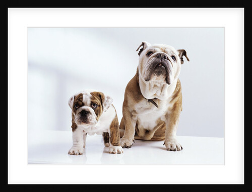 English Bulldog with Puppy by Anonymous