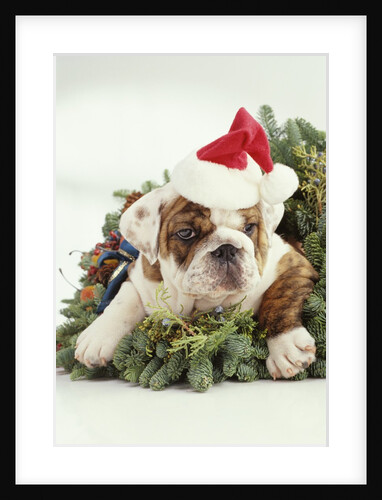 Bulldog Wearing Santa Claus Hat by Anonymous