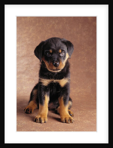 Rottweiler Puppy by Anonymous