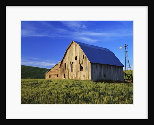 Old Barn and Spring Wheat Field by Anonymous
