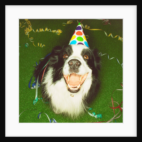 Dog Wearing Party Hat by Anonymous