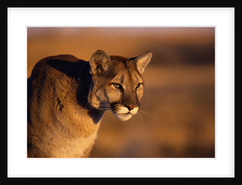 Mountain Lion by Anonymous