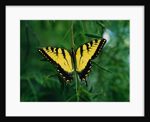 Tiger Swallowtail Butterfly by Anonymous
