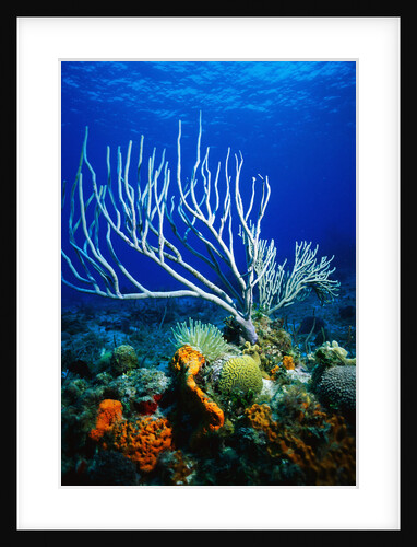 Corals, Sponges, Sea Anemones, and Sea Fans by Anonymous