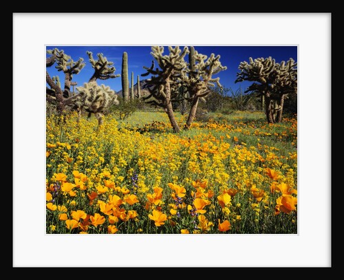 Blooming Mexican Gold Poppies Surrounding Saguaro Cacti by Anonymous