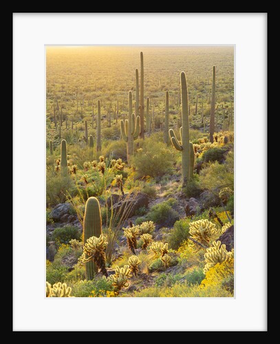 Desert Plants in Sonoran Desert by Anonymous