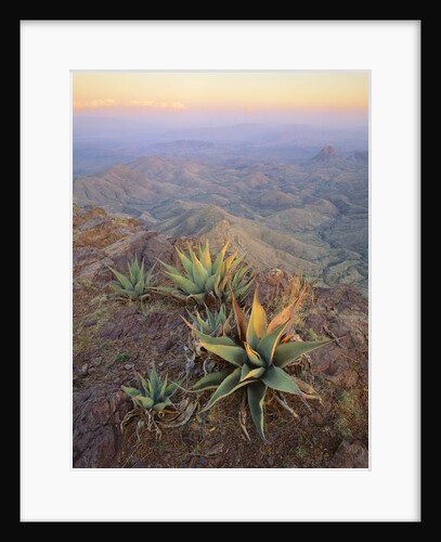 Agaves Growing in Chisos Mountains by Anonymous