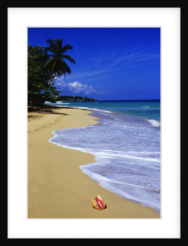 Conch Shell on Playa Grande Beach by Anonymous
