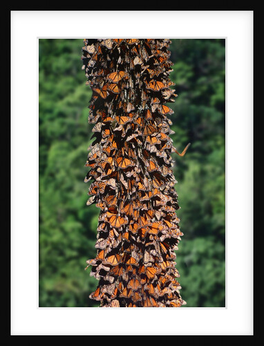 Monarch Butterflies by Anonymous
