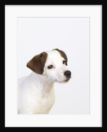 Curious Jack Russell Terrier Puppy by Anonymous