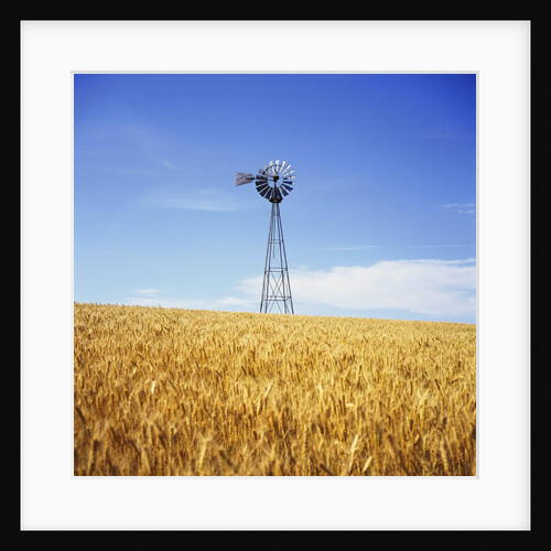 Windmill in Wheat Field by Anonymous