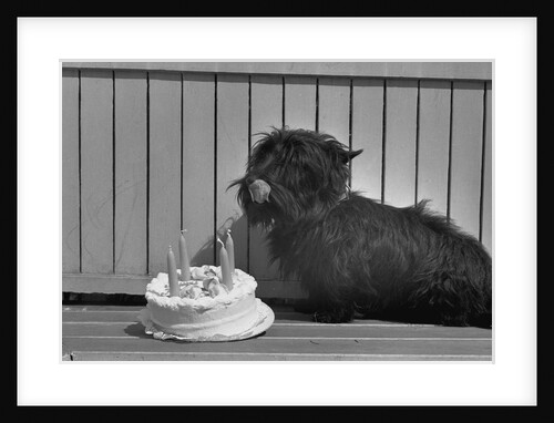 Fala Roosevelt on His Fourth Birthday by Anonymous