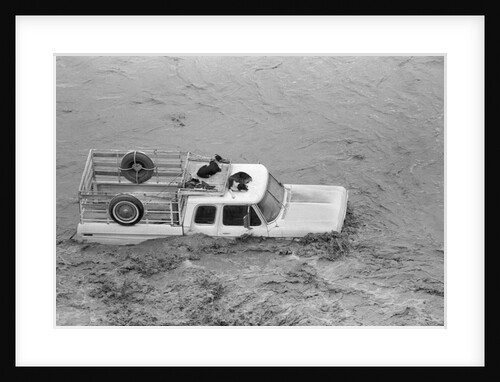 Dogs on Truck in Flood Waters by Anonymous