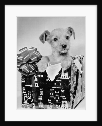 Puppy in a Christmas Box by Anonymous