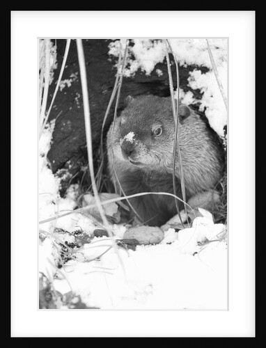 Peanut the Groundhog Looking Out of Burrow by Anonymous