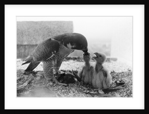 Peregrine Falcon Feeding Her Chicks by Anonymous