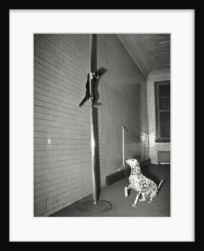 Mascot Slides Down Pole To Dalmation by Anonymous