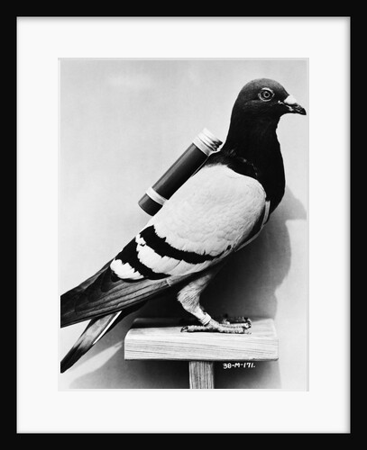 U.S. Army Carrier Pigeon by Anonymous