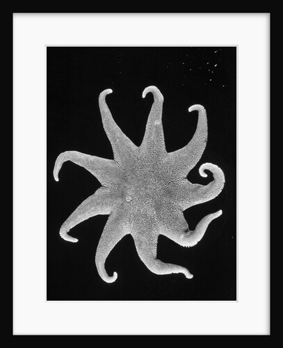 Northern Sun Star (Solaster endeca) by Anonymous